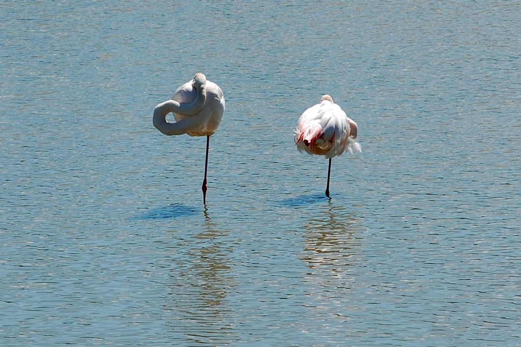 Uccelli della Camargue - 5 - Phoenicopterus roseus